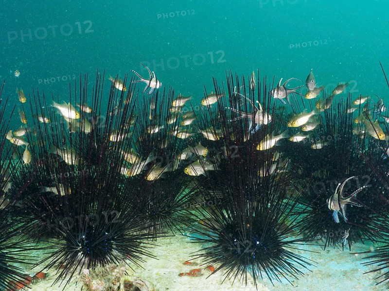 Flagfin cardinalfish (Ostorhinchus hoevenii) move in dense groups of diademed sea urchins (Diadema setosum), in the sea, dive site Secret Bay, Gilimanuk, Bali, Indonesia, Asia