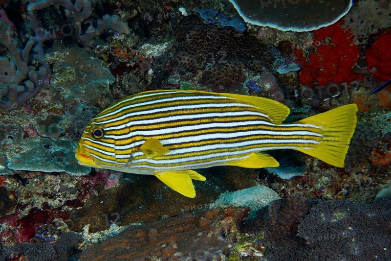 A yellow striped fish, golden banded sweetlips (Plectorhinchus polytaenia), swimming on the coral reef, dive site SD, Nusa Ceningan, Nusa Penida, Bali, Indonesia, Asia