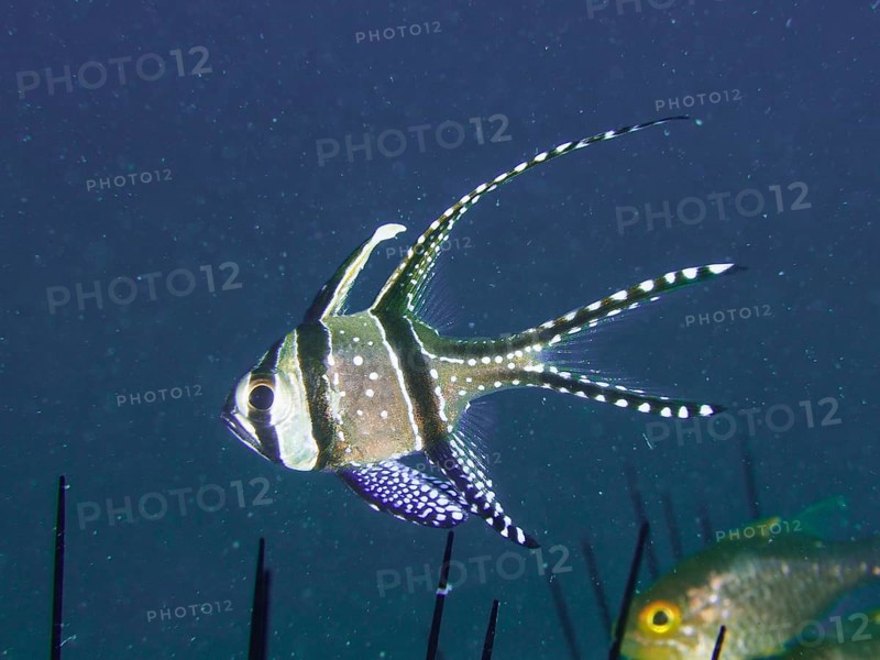 A cardinalfish, Banggai cardinalfish (Pterapogon kauderni), swimming over sea urchins, dive site Secret Bay, Gilimanuk, Bali, Indonesia, Asia