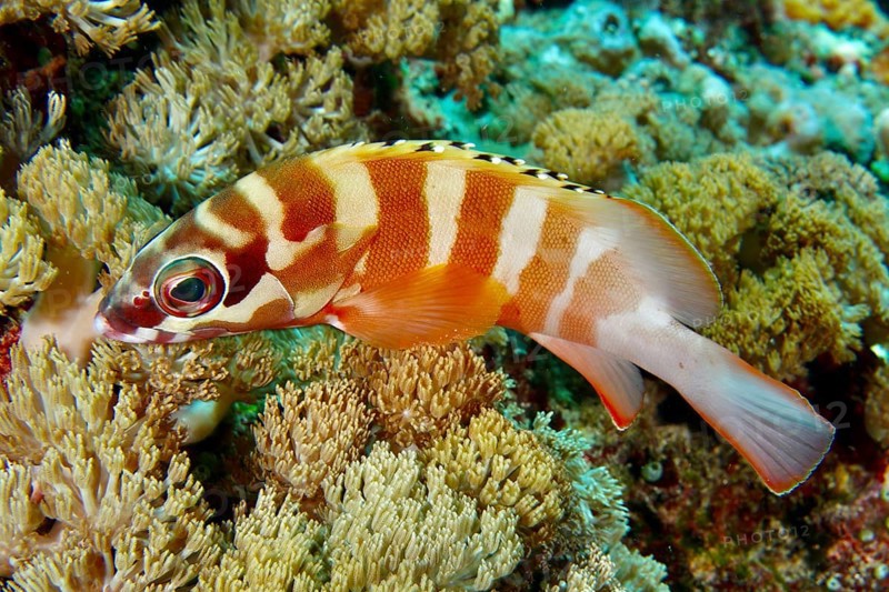 Goldblotch grouper (Epinephelus fasciatus), swimming above a bright coral reef, dive site SD, Nusa Ceningan, Nusa Penida, Bali, Indonesia, Asia