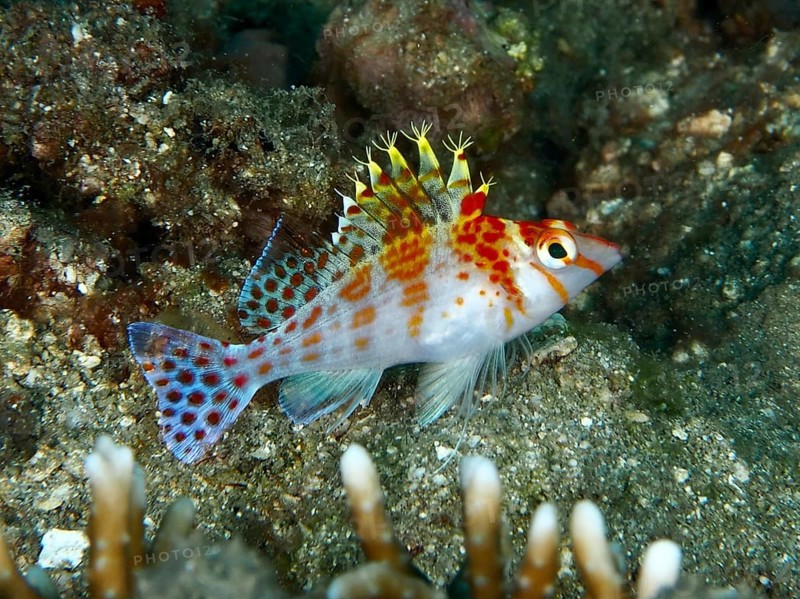 A colourful fish, Dwarf Hawkfish (Cirrhitichthys falco), resting on the seabed, dive site Twin Reef, Penyapangan, Bali, Indonesia, Asia