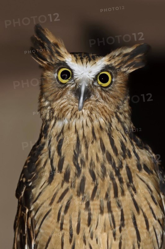 Sunda fish owl or Malayan fish owl (Ketupa ketupu, Bubo ketupu), portrait, captive, occurrence in Asia