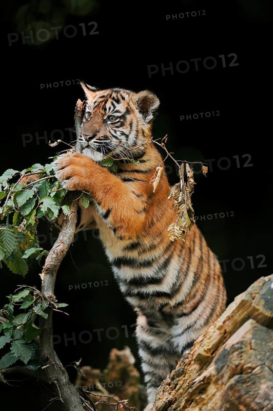 Sumatran tiger (Panthera tigris sumatrae), young, captive, native to Sumatra, Indonesia, Asia