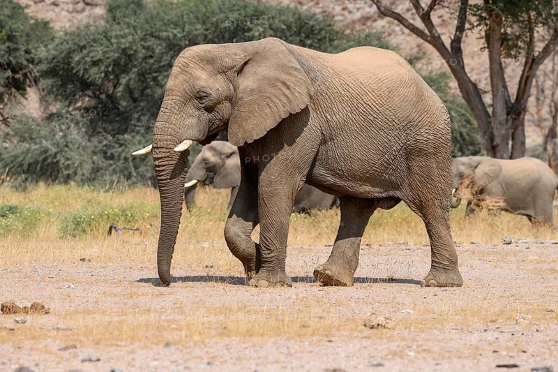 Desert elephant (Loxodonta africana) in the Huab dry river, Damaraland, Kunene region, Namibia, Africa