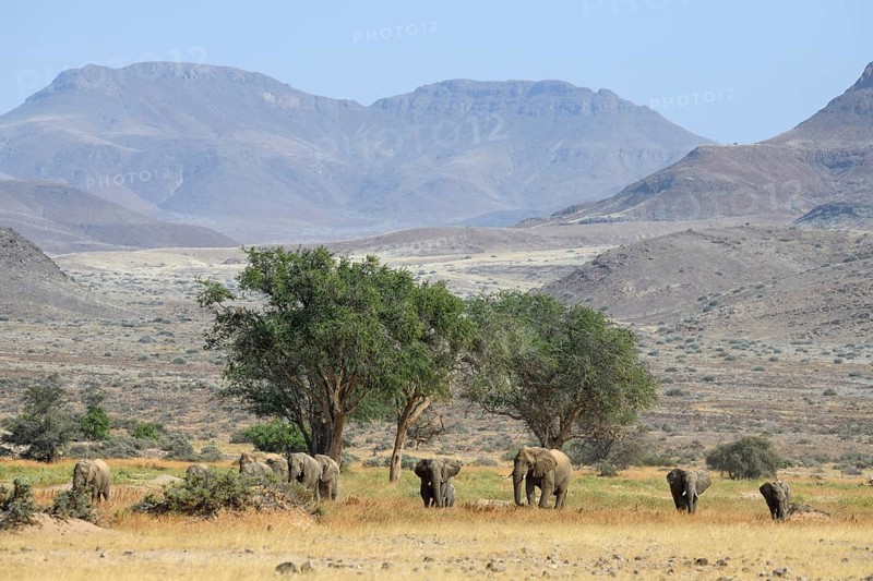Desert elephants (Loxodonta africana) in the Huab dry river, Damaraland, Kunene region, Namibia, Africa