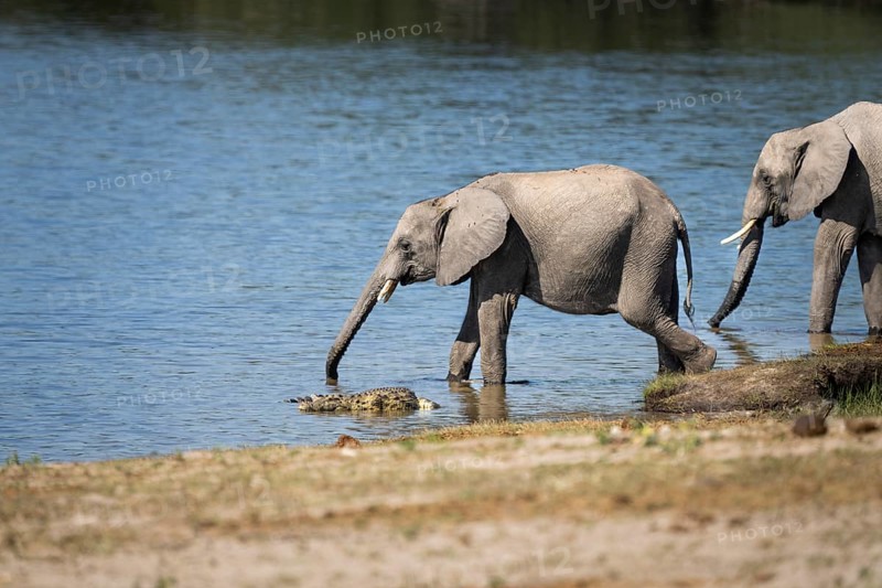Elephant calf, Loxodentra africana, drinking water beside a Nile crocodile. An adult elephant is carefully watching the young elephant baby. Chobe National Park, Botswana, Africa