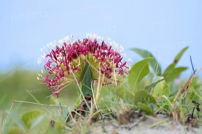 Flower of blood lilly, Haemanthus sanguineus, standing against the blue sky. Blooming colourful in red with white tips. Zambia