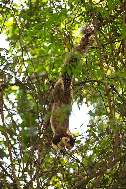 Sri Lanka giant squirrel (Ratufa macroura) upside down on a tree, Habarana, Anuradhapura, North Central Province, Sri Lanka, Asia