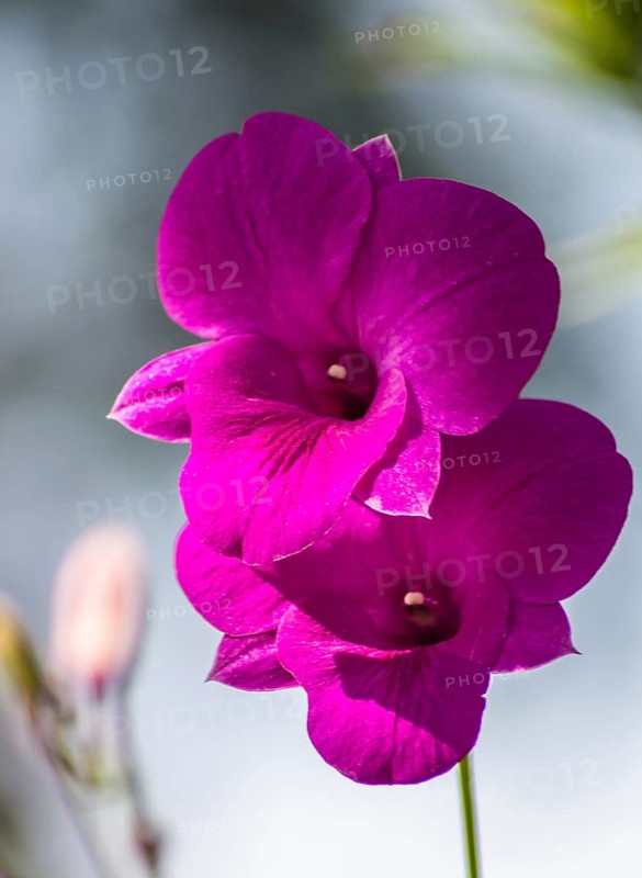 Purple orchid flowers with blue background in the botanical garden in Singapore