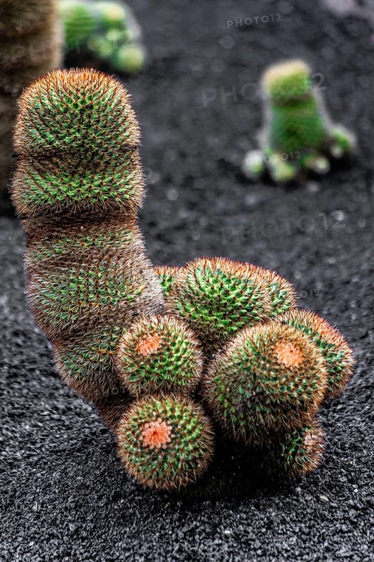 2016, Guatiza, Lanzarote, Jardin de Cactus by Cesar Manrique, ESP, Spain, Canary Islands, Canary Islands, Atlantic Ocean, Lanzarote, biosphere reserve, volcano, volcanism, volcanic island, island, recording date, Europe