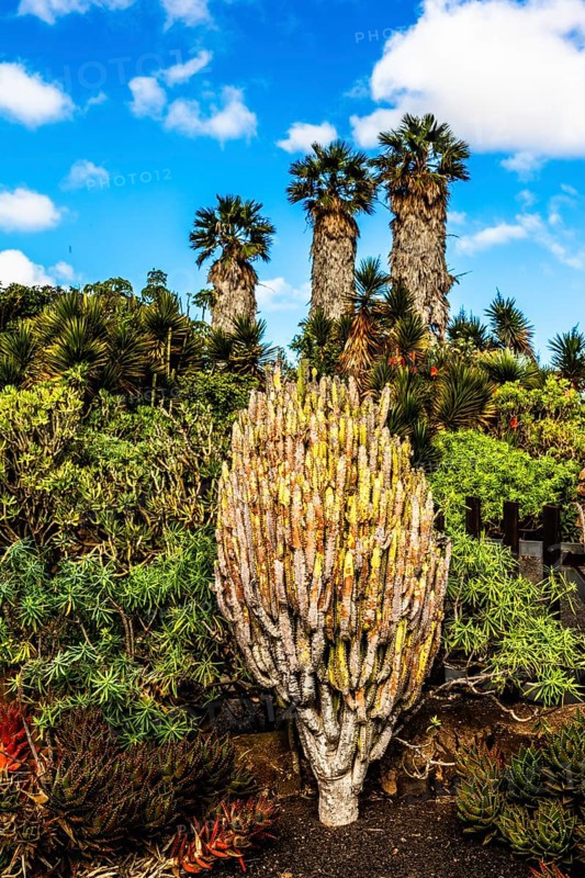 2016, Tiagua, Lanzarote, Farm Museum El Patio, Tiagua, ESP, Spain, Canary Islands, Canary Islands, Atlantic Ocean, Lanzarote, biosphere reserve, volcano, volcanism, agricultural museum, open-air museum, volcanic island, island, recording date, Europe