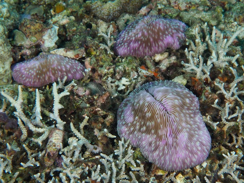 Purple coloured mushroom corals (Fungia fungites) scattered on a seabed, dive site Gondol Reef, Gondol, Bali, Indonesia, Asia