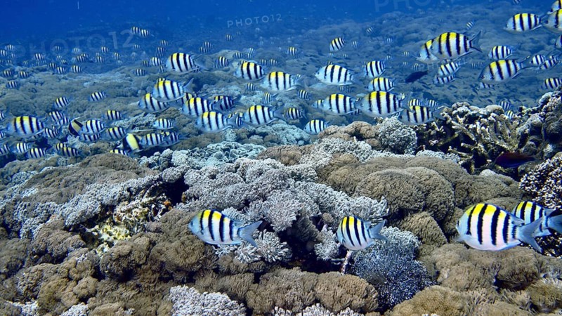 Many striped fish, Indo-Pacific sergeant (Abudefduf vaigiensis), swimming over a dense coral reef, dive site SD, Nusa Ceningan, Nusa Penida, Bali, Indonesia, Asia