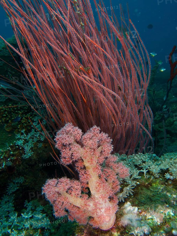Red tree coral (Dendronephthya), shrub gorgonian, rute gorgonian (Ellisella ceratophyta) and other soft corals cover an underwater coral reef in vibrant colours, Spice Reef dive site, Penyapangan, Bali, Indonesia, Asia