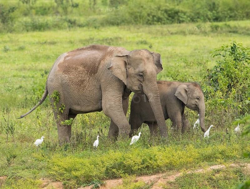 Indian elephants (Elephas maximus indicus), Khiri Khan, Hua Hin, Kui Buri National Park, Thailand, Asia