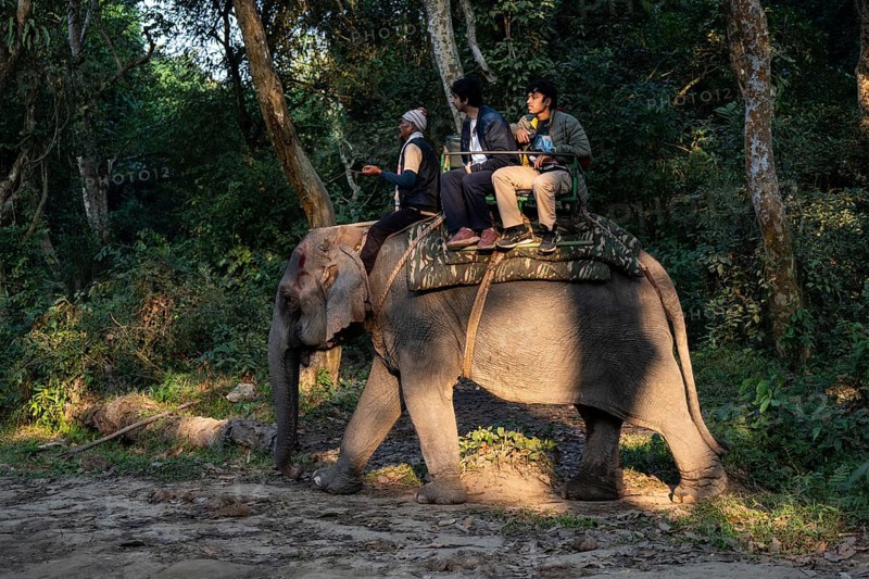 Tourists ride elephants during a safari at Kaziranga National Park on December 5, 2024 in Kaziranga, India. Kaziranga National Park, in Assam is a UNESCO World Heritage Site renowned for its biodiversity