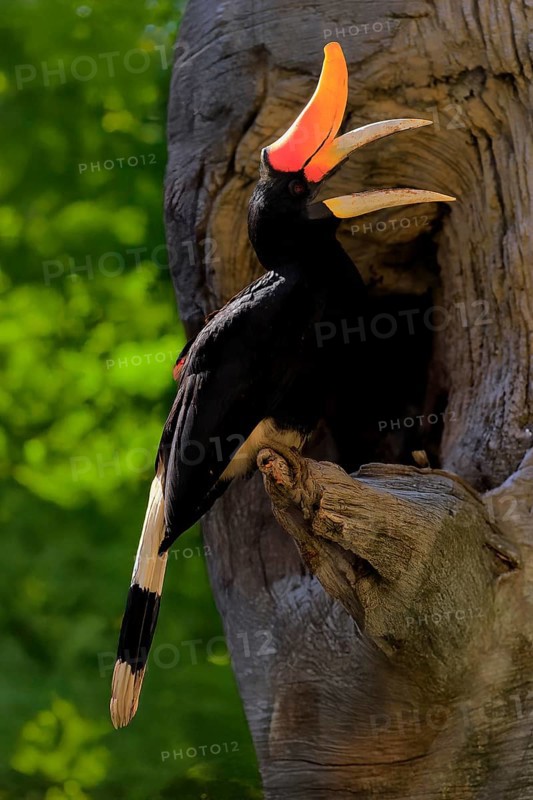 Rhinoceros bird (Buceros rhinoceros), adult, male, at breeding den, Southeast Asia