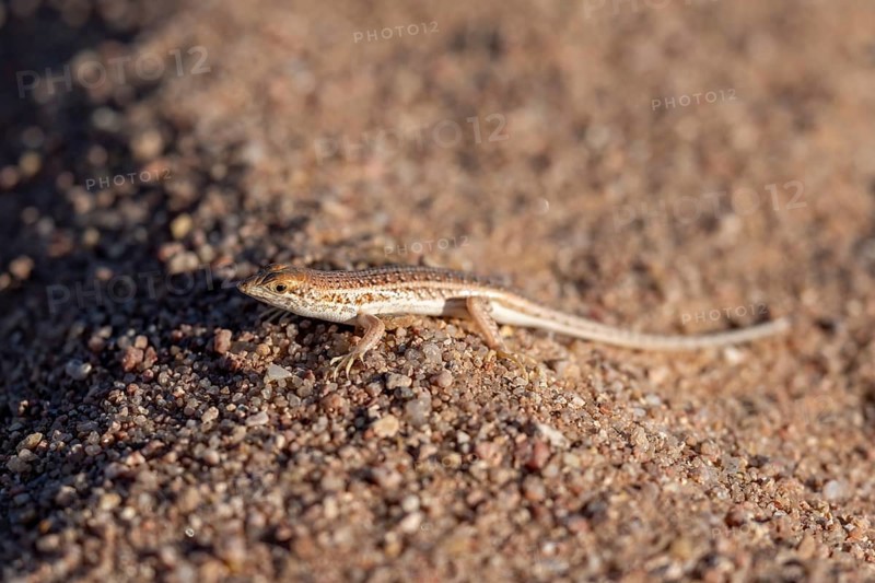 Small lizard (Lacertidae) in the sand, Damaraland, Erongo, Namibia, Africa