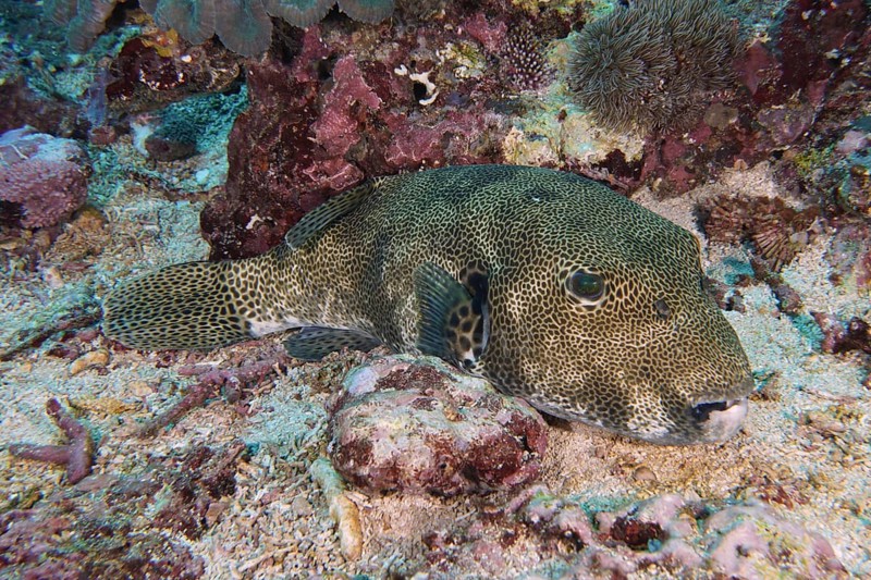 A camouflaged giant pufferfish (Arothron stellatus) lies on a colourful seabed, dive site Toyapakeh, Nusa Ceningan, Nusa Penida, Bali, Indonesia, Asia