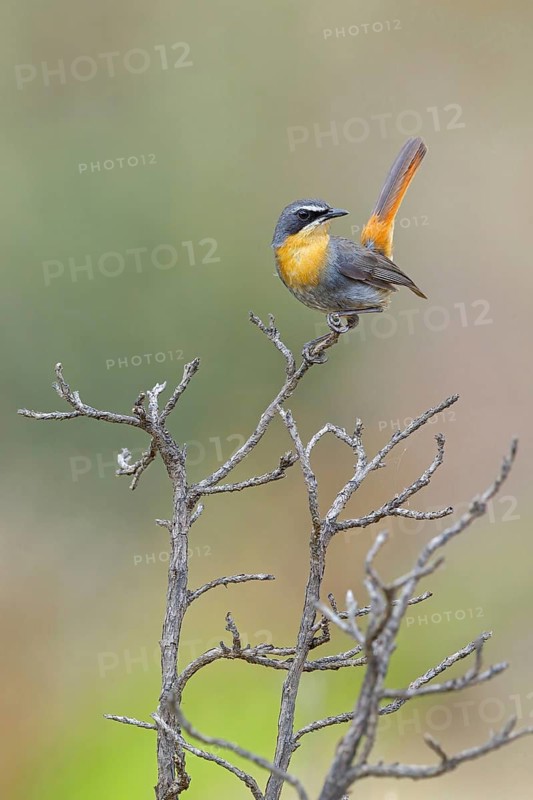 Cossypha caffra, family of flycatchers, Underberg surroundings, Underberg, KwaZulu-Natal, South Africa, Africa