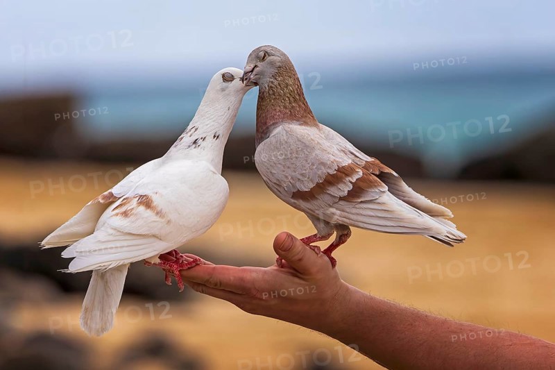 Street pigeon (Columba livia f. domestica) Street pigeon, domestic pigeon, city pigeon, city pigeon, sits on the hand of tourists, tourism, love of animals, Canary Islands, Canary Islands, Fuerteventura, Spain, Europe