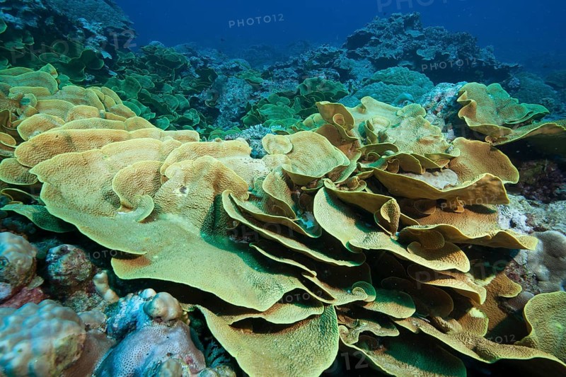 Coral colony Colony of leaf-shaped corals Goblet coral (Turbinaria mesenterina), Pacific Ocean, Yap Island, Yap State, Caroline Islands, Federated States of Micronesia FSM, Australia, Oceania