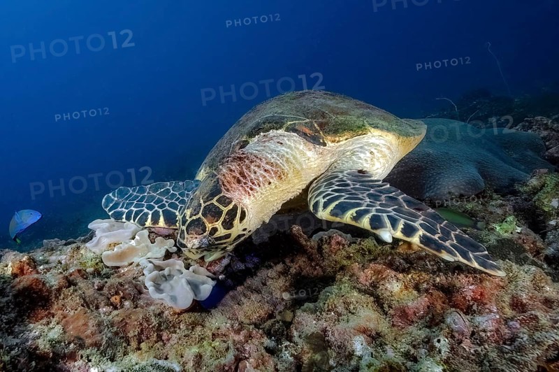 Large specimen of Green turtle (Chelonia mydas) sea turtle lying in lively colourful coral reef and eating leather corals (Alcyoniidae), Pacific, Visayas, Philippines, Asia