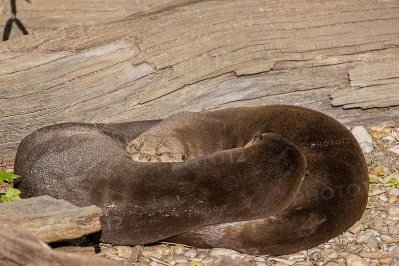 Yin and yang. Two giant otter or giant river otter (Pteronura brasiliensis) male and female, resting on the river bank