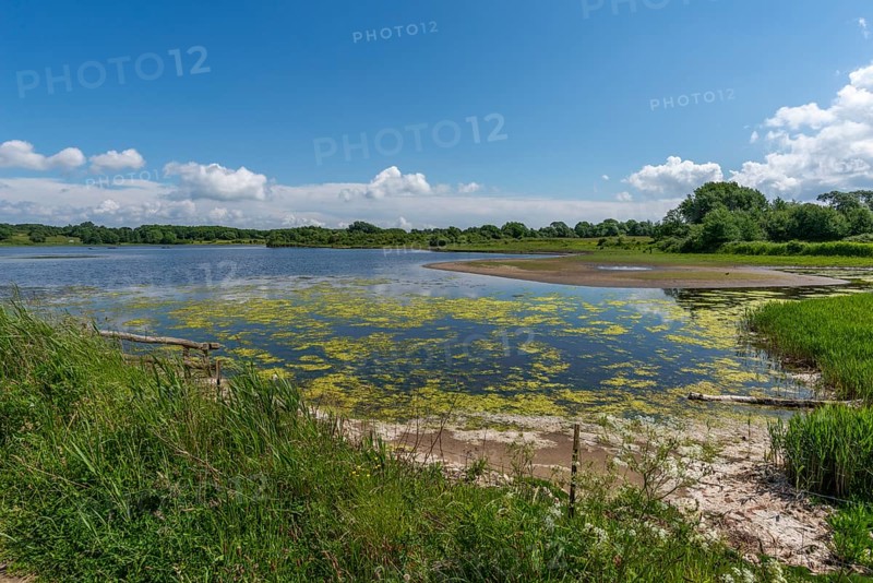 Small Noor in the nature reserve Holnis peninsula, nature reserve on the Flensburg Fjord, inland lake with connection to the fjord, reed shore, blue sky, white clouds, Glücksburg, Schleswig-Holstein, Germany, Europe