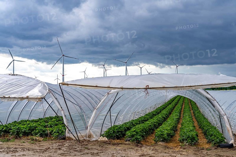Agriculture, large areas with foil tunnels, for the cultivation of strawberries, wind farm, south of Lövenich, belongs to Erkelenz, in the district of Heinsberg, North Rhine-Westphalia, Germany, Europe