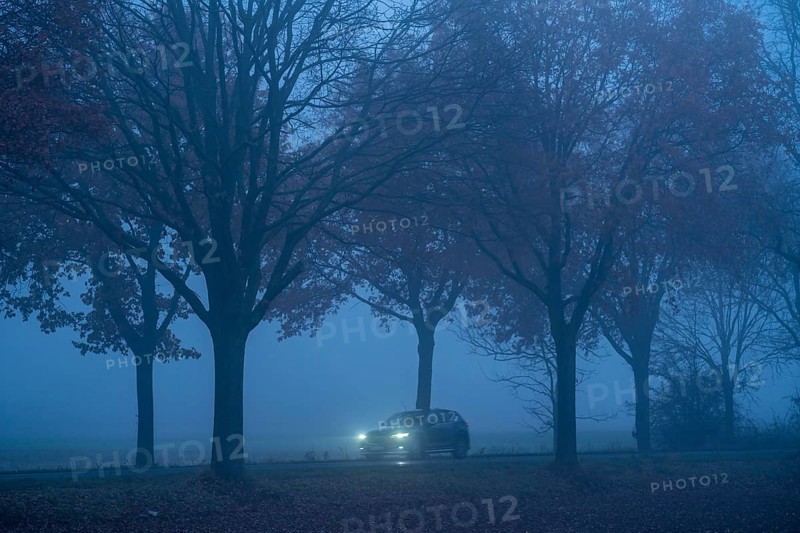 Country road B 57 near Erkelenz, autumn, fog, rainy weather, tree-lined avenue, wet road, North Rhine-Westphalia, Germany, Europe