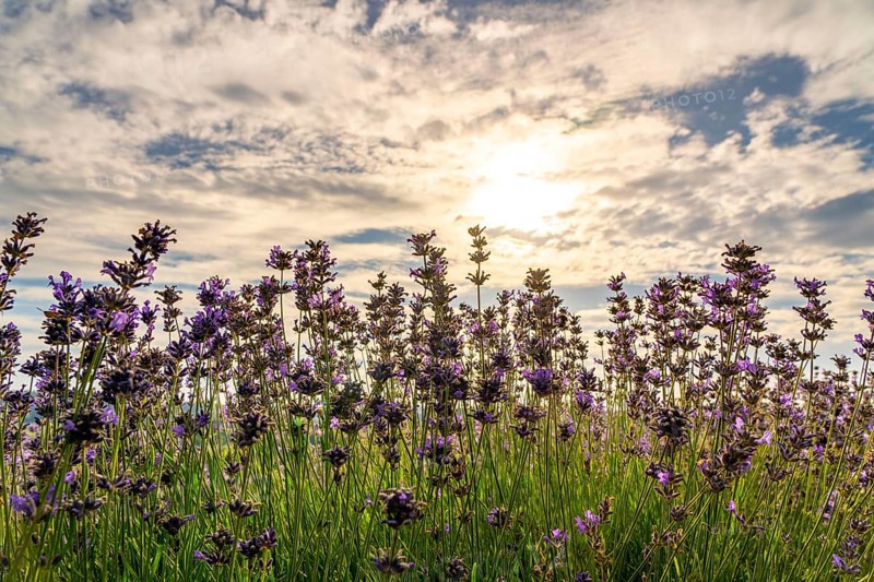 Lavender fields in East Westphalia Lippe, OWL, near the village of Fromhausen, near Detmold, the company Taoasis has been planting organic lavender since 2017 for the production of fragrances, the fields attract many thousands of visitors in summer, North Rhine-Westphalia, Germany, Europe