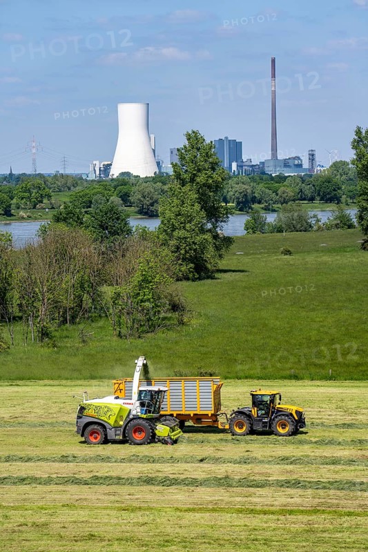 Hay harvest, on a Rhine meadow near Duisburg-Beeckerwerth, a forage harvester picks up the cut grass, which was piled up in strips after cutting, and loads it into a silage wagon, cattle feed, in the background the STEAG power plant Walsum, North Rhine-Westphalia, Germany, Europe