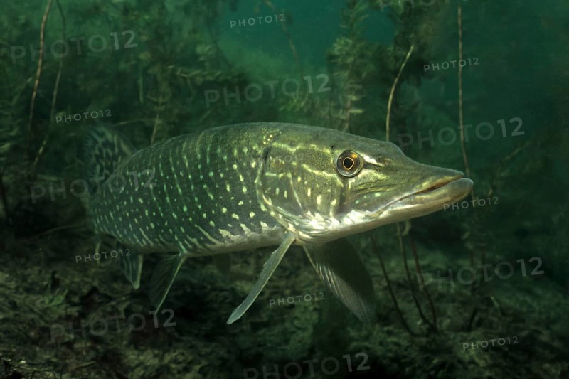 Adult pike (Esox lucius) standing in shallow water near shore over aquatic plants in lake looking for prey observed surroundings, shallow depth of field focus is on eye, Germany, Europe