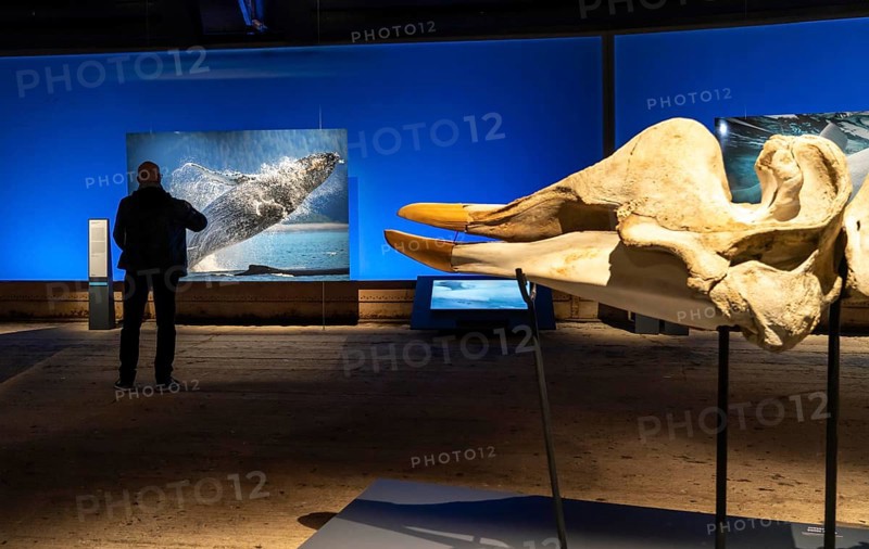 Plante Ozean exhibition in the Gasometer in Oberhausen, the world's oceans in their fragile beauty are the focus of the new exhibition, large-format photos, exhibits including a whale skeleton and an immersive large-scale video and sound installation, The Wave, on a 40 metre high screen measuring over 1000 square metres in total can be seen, Oberhausen, Germany, Europe