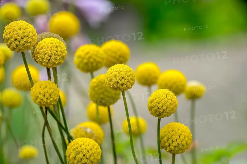 Drumstick, Craspedia globosa, North Rhine-Westphalia, Germany, Europe