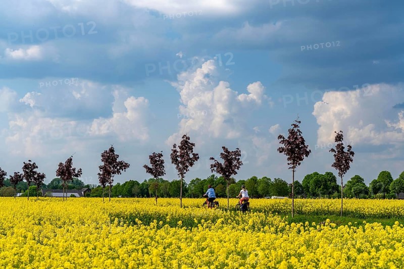 The avenue cycle path between Xanten and Marienbaum, Kalkar, on the Lower Rhine, former railway line, now part of a cycle path network, spring, rape field in bloom, Xanten, North Rhine-Westphalia, Germany, Europe