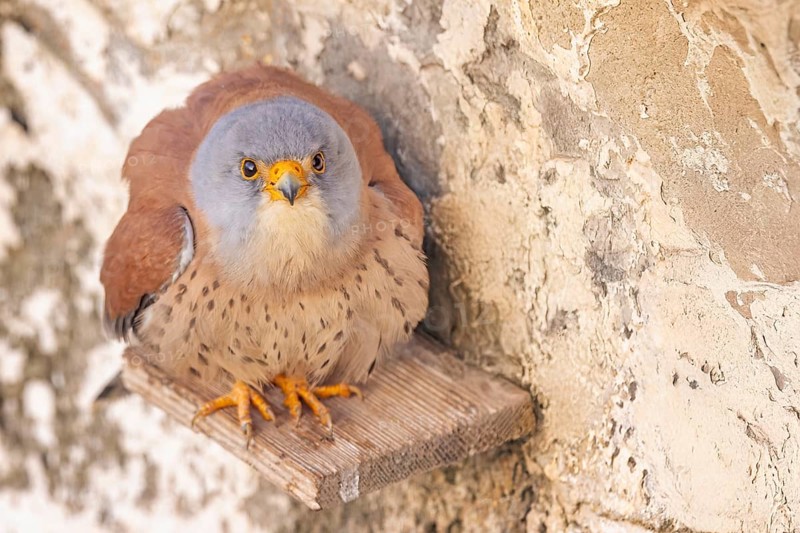 Lesser kestrel (Falco naumanni) male, hunting, foraging, portrait, sitting in a ruin, lying in wait, steppes, deserts and extensively used grasslands, Mediterranean region, Toledo, Spain, Europe