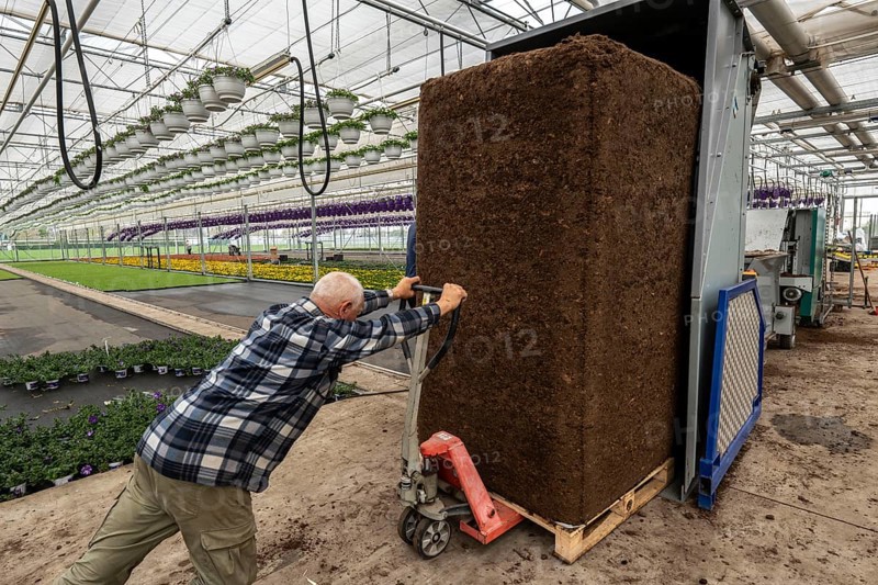 Horticultural business, greenhouse, potting soil for balcony plants, ornamental plants, in the pots, they are then placed in beds to grow there, Straelen, North Rhine-Westphalia, Germany, Europe