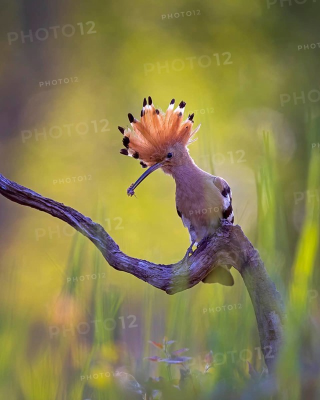 Hoopoe (Upupa epops) Bird of the Year 2022, with beetle larva as prey, raised bonnet, sunrise, golden hour, backlight, Middle Elbe Biosphere Reserve, Saxony-Anhalt, Germany, Europe