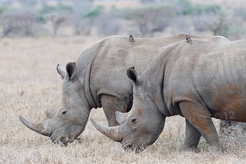 Southern white rhinoceroses (Ceratotherium simum simum), two adult males feeding on dry grass, with two red-billed oxpeckers (Buphagus erythrorynchus) on their backs, Kruger National Park, South Africa, Africa