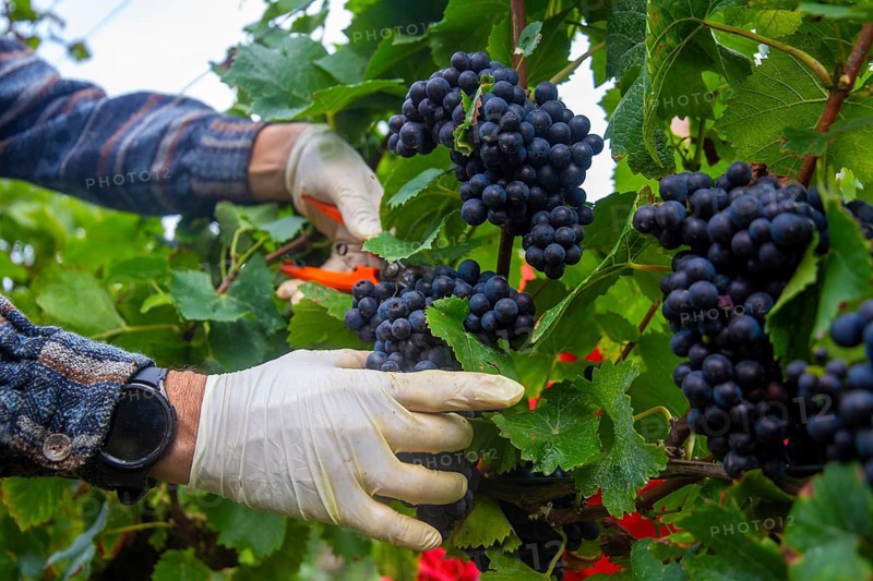 Grape grape harvest: Hand-picking Pinot Noir grapes in the Palatinate