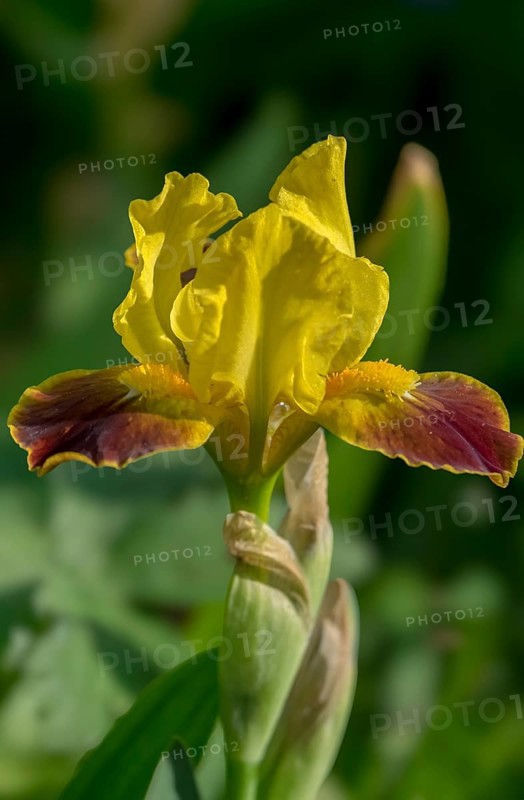 Iris, flower, Netherlands