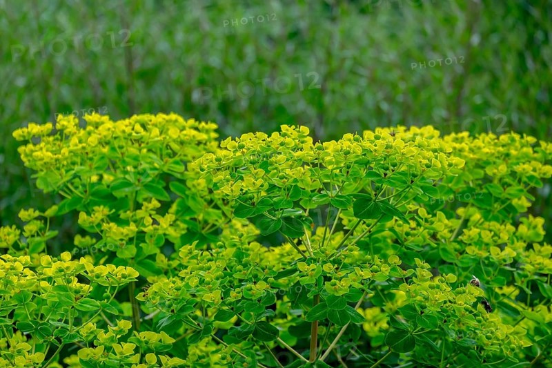 Spurge (Euphorbia), North Rhine-Westphalia, Germany, Europe