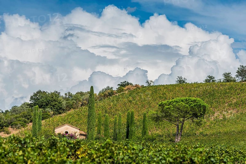 Vine, viticulture, agriculture, agribusiness, winegrower, wine, red wine, plantation, Suvereto, Tuscany, Italy, Europe