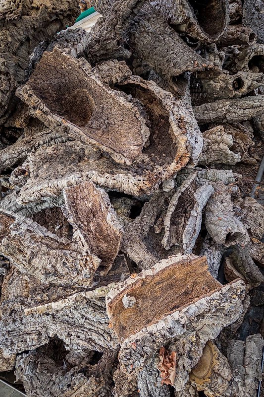 Bark of a cork oak (Quercus suber), Portuguese, tree, tree bark, parts, plant, useful plant, cork, close up