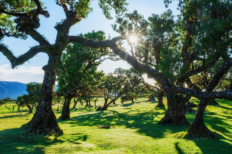 Centuries-old til trees in fantastic magical idyllic Fanal Laurisilva forest on sunset. Madeira island, Portugal, Europe