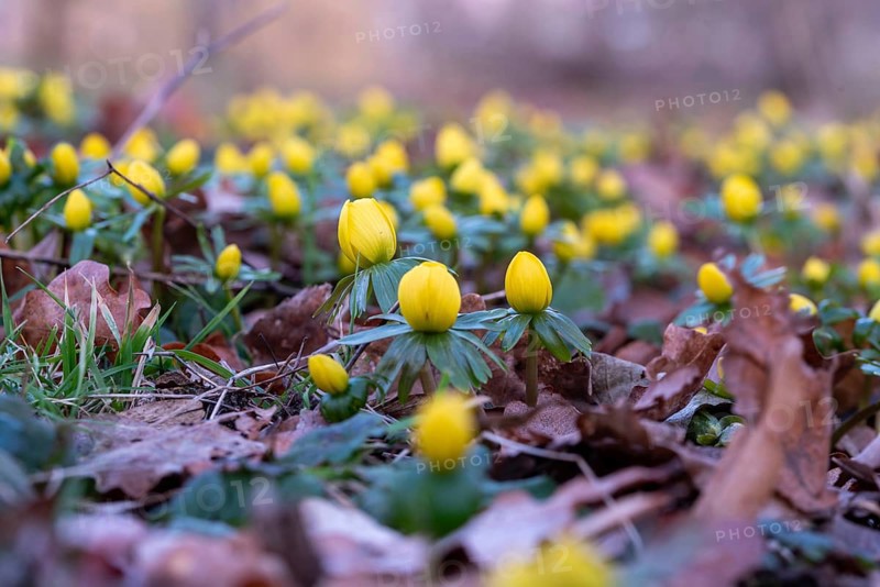 Yellow winter aconites poking through brown leaves on the forest floor, blurred natural environment, Magdeburg, Saxony-Anhalt, Germany, Europe