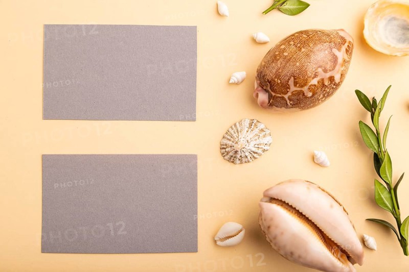 Composition of gray paper business cards, seashells, green boxwood. mockup on orange background. Blank, top view, still life, flat lay, copy space. travel concept