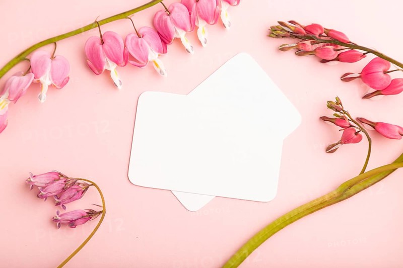 White business card with pink dicentra, broken heart flowers on pink pastel background. top view, flat lay, copy space, mockup, template, spring, summer minimalism concept